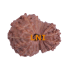 18 Mukhi Rudraksha Size: 16.92 mm (With Lab Certificate)