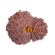 18 Mukhi Rudraksha Size: 16.55 mm (With Lab Certificate) image