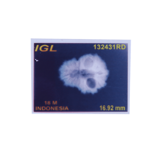 18 Mukhi Rudraksha Size: 16.55 mm (With Lab Certificate) image