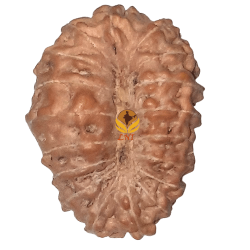 18 Mukhi Rudraksha Size: 18.48 mm (With Lab Certificate)