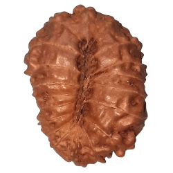 18 Mukhi Rudraksha Size: 19.21 mm (With Lab Certificate)