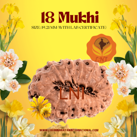 18 Mukhi Rudraksha Size: 19.21 mm (With Lab Certificate)