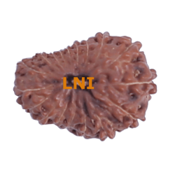 18 Mukhi Rudraksha Size: 19.74 mm (With Lab Certificate)