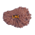 18 Mukhi Rudraksha Size: 19.74 mm (With Lab Certificate)