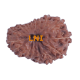 18 Mukhi Rudraksha Size: 20.35 mm (With Lab Certificate) image
