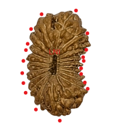 19 Mukhi Rudraksha Size 12.77 mm