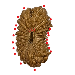 19 Mukhi Rudraksha Size 12.77 mm