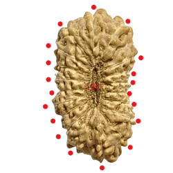 19 Mukhi Rudraksha Size 15.02 mm (With Lab Certificate)