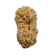 19 Mukhi Rudraksha Size 15.02 mm (With Lab Certificate)