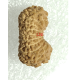 19 Mukhi Rudraksha Size 15.02 mm (With Lab Certificate)