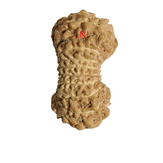 19 Mukhi Rudraksha Size 15.02 mm (With Lab Certificate)