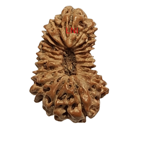 19 Mukhi Rudraksha Size 17.44 mm (With Lab Certificate)