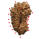 19 Mukhi Rudraksha Size 17.44 mm (With Lab Certificate)