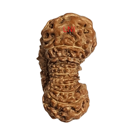 19 Mukhi Rudraksha Size 17.44 mm (With Lab Certificate)