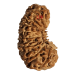 19 Mukhi Rudraksha Size 17.44 mm (With Lab Certificate)