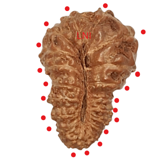 19 Mukhi Rudraksha Size 19.73 mm (With Lab Certificate)