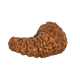 19 Mukhi Rudraksha Size 19.73 mm (With Lab Certificate)