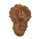 19 Mukhi Rudraksha Size 19.73 mm (With Lab Certificate)