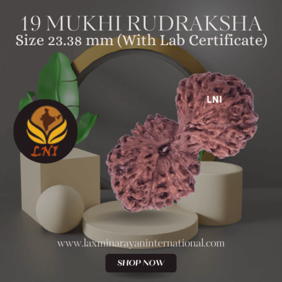 19 Mukhi Gauri Shankar Rudraksha Size 23.38 mm (Certified)