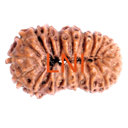 19 Mukhi Rudraksha Size 24.17 mm (With Lab Certificate)