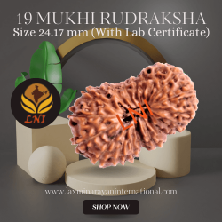 19 Mukhi Rudraksha Size 24.17 mm (With Lab Certificate)