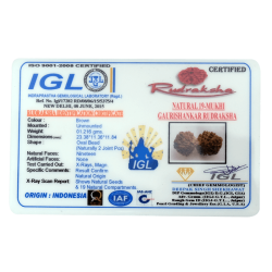 19 Mukhi Gauri Shankar Rudraksha Size 23.38 mm (Certified)