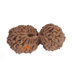 19 Mukhi Gauri Shankar Rudraksha Size 25.60 mm (Certified)