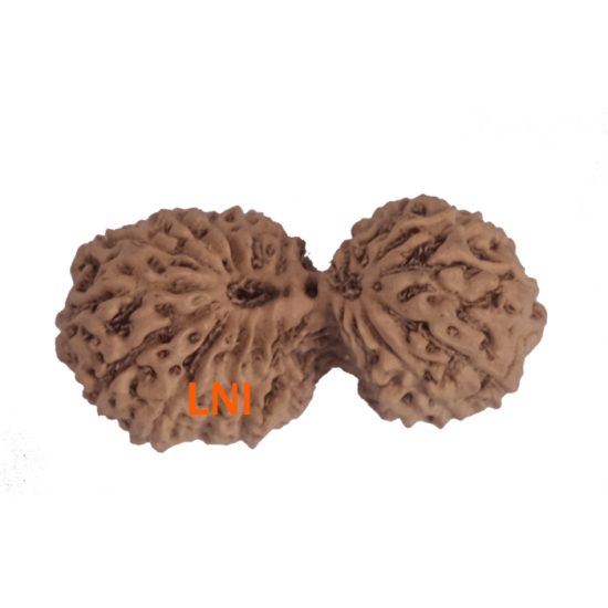 19 Mukhi Rudraksha Size 24.17 mm (With Lab Certificate) Higher Rudraksha, 19 Mukhi Rudraksha, 19 Mukhi Rudraksha from Indonesia image