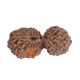 19 Mukhi Rudraksha Size 24.17 mm (With Lab Certificate) Higher Rudraksha, 19 Mukhi Rudraksha, 19 Mukhi Rudraksha from Indonesia image
