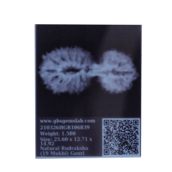 19 Mukhi Gauri Shankar Rudraksha Size 25.60 mm (Certified)