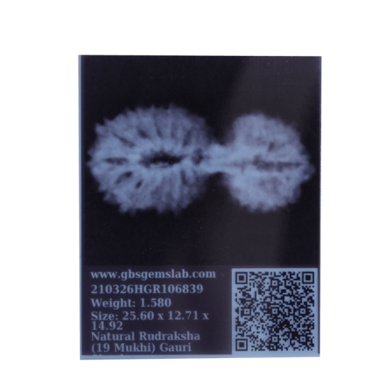 19 Mukhi Rudraksha Size 24.17 mm (With Lab Certificate) Higher Rudraksha, 19 Mukhi Rudraksha, 19 Mukhi Rudraksha from Indonesia image