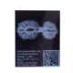 19 Mukhi Rudraksha Size 24.17 mm (With Lab Certificate) Higher Rudraksha, 19 Mukhi Rudraksha, 19 Mukhi Rudraksha from Indonesia image