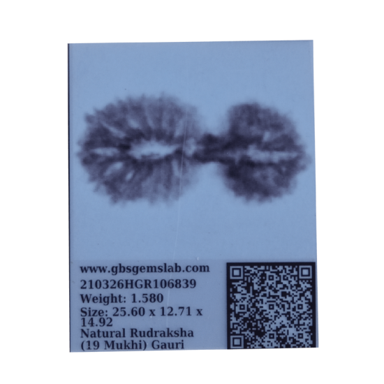 19 Mukhi Rudraksha Size 24.17 mm (With Lab Certificate) Higher Rudraksha, 19 Mukhi Rudraksha, 19 Mukhi Rudraksha from Indonesia image