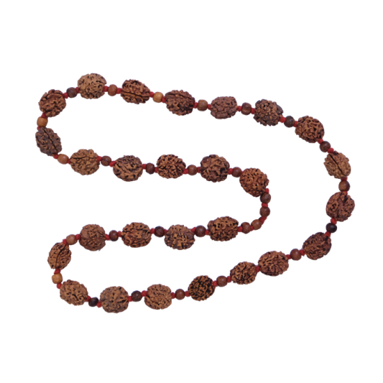 2 Mukhi Rudraksha Mala 27 beads (Certified) - 86.24gms
