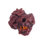 2 Mukhi Rudraksha Size 14.55 mm (Certified) 