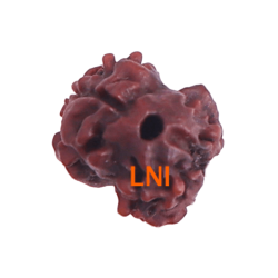 2 Mukhi Rudraksha Size 14.55 mm (Certified) 