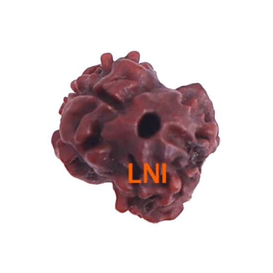 2 Mukhi Rudraksha Size 14.85 mm (Certified) Rudraksha, 2 Mukhi Rudraksha, 2 Mukhi Rudraksha from Nepal image