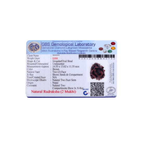 2 Mukhi Rudraksha Size 14.85 mm (Certified) Rudraksha, 2 Mukhi Rudraksha, 2 Mukhi Rudraksha from Nepal image
