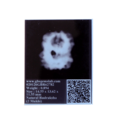 2 Mukhi Rudraksha Size 14.55 mm (Certified) 