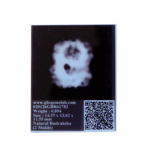 2 Mukhi Rudraksha Size 14.85 mm (Certified) Rudraksha, 2 Mukhi Rudraksha, 2 Mukhi Rudraksha from Nepal image