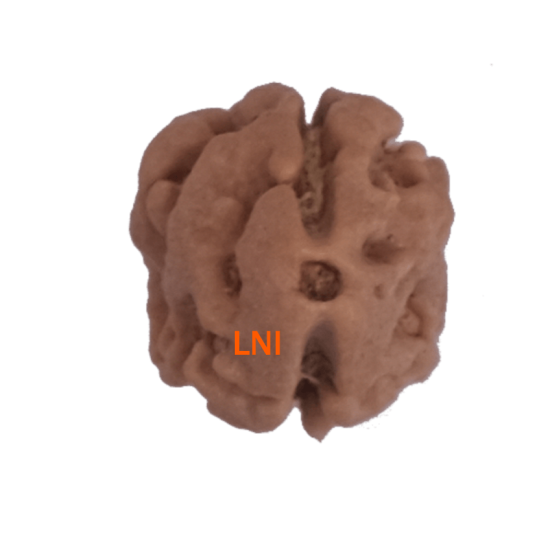 2 Mukhi Rudraksha Size 15.38 mm (Certified) Rudraksha, 2 Mukhi Rudraksha, 2 Mukhi Rudraksha from Nepal image