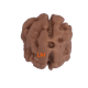 2 Mukhi Rudraksha Size 15.38 mm (Certified) Rudraksha, 2 Mukhi Rudraksha, 2 Mukhi Rudraksha from Nepal image