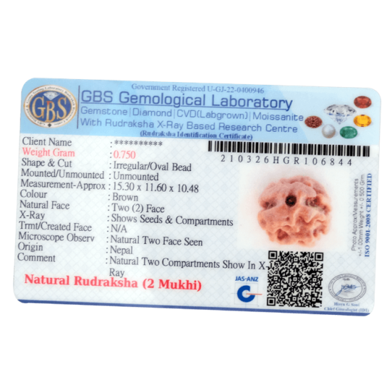 2 Mukhi Rudraksha Size 15.38 mm (Certified) Rudraksha, 2 Mukhi Rudraksha, 2 Mukhi Rudraksha from Nepal image