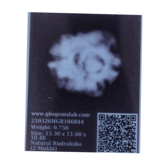 2 Mukhi Rudraksha Size 15.38 mm (Certified) Rudraksha, 2 Mukhi Rudraksha, 2 Mukhi Rudraksha from Nepal image