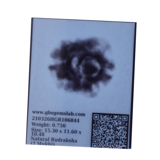 2 Mukhi Rudraksha Size 15.38 mm (Certified) Rudraksha, 2 Mukhi Rudraksha, 2 Mukhi Rudraksha from Nepal image