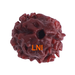 2 Mukhi Rudraksha Size 15.35 mm (Certified)(2seeds)