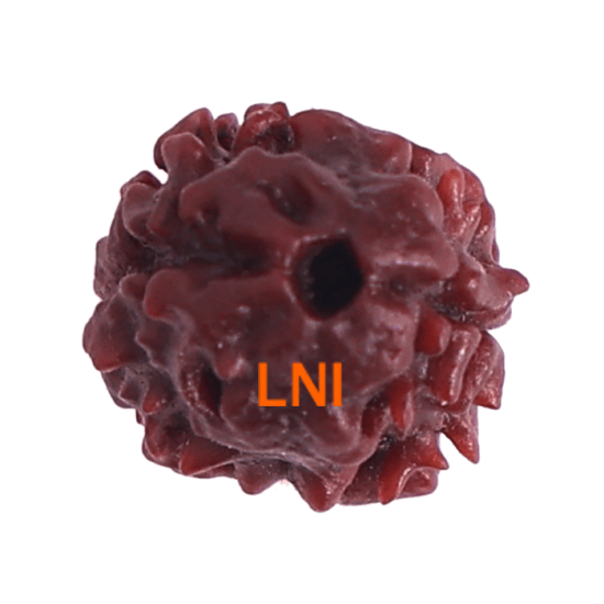 2 Mukhi Rudraksha Size 15.35 mm (Certified) image