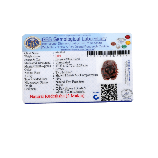 2 Mukhi Rudraksha Size 15.35 mm (Certified) image