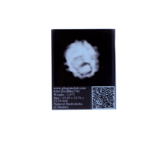 2 Mukhi Rudraksha Size 15.35 mm (Certified) image