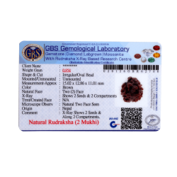 2 Mukhi Rudraksha Size 15.02 mm (Certified)(2 seeds) 